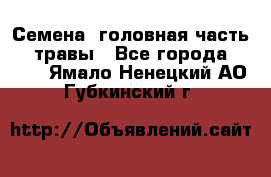 Семена (головная часть))) травы - Все города  »    . Ямало-Ненецкий АО,Губкинский г.